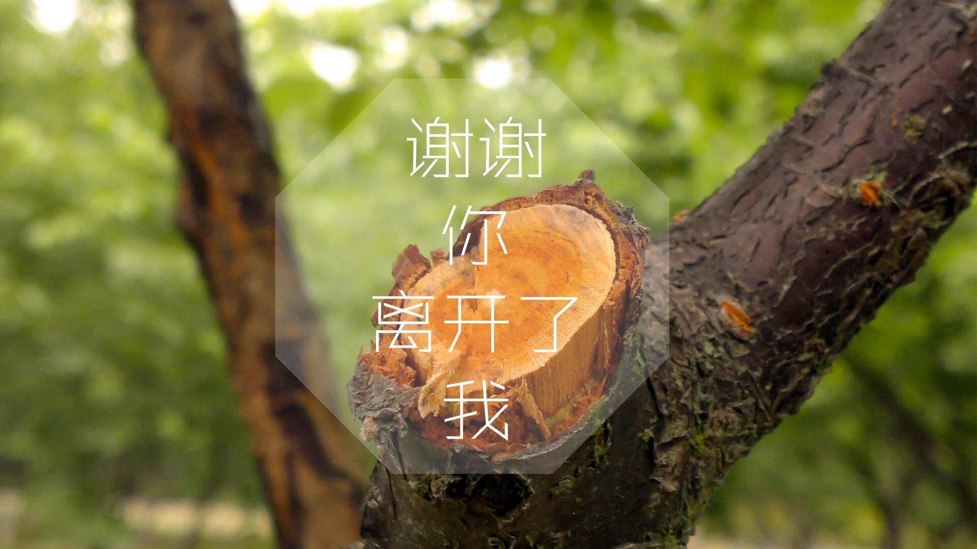 弹道与蓝月，当福登的弧线重绘欧洲秩序