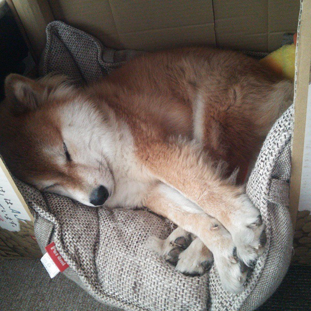 油门与草皮的二重奏，当F1争冠硝烟遇上波兰的闪电战