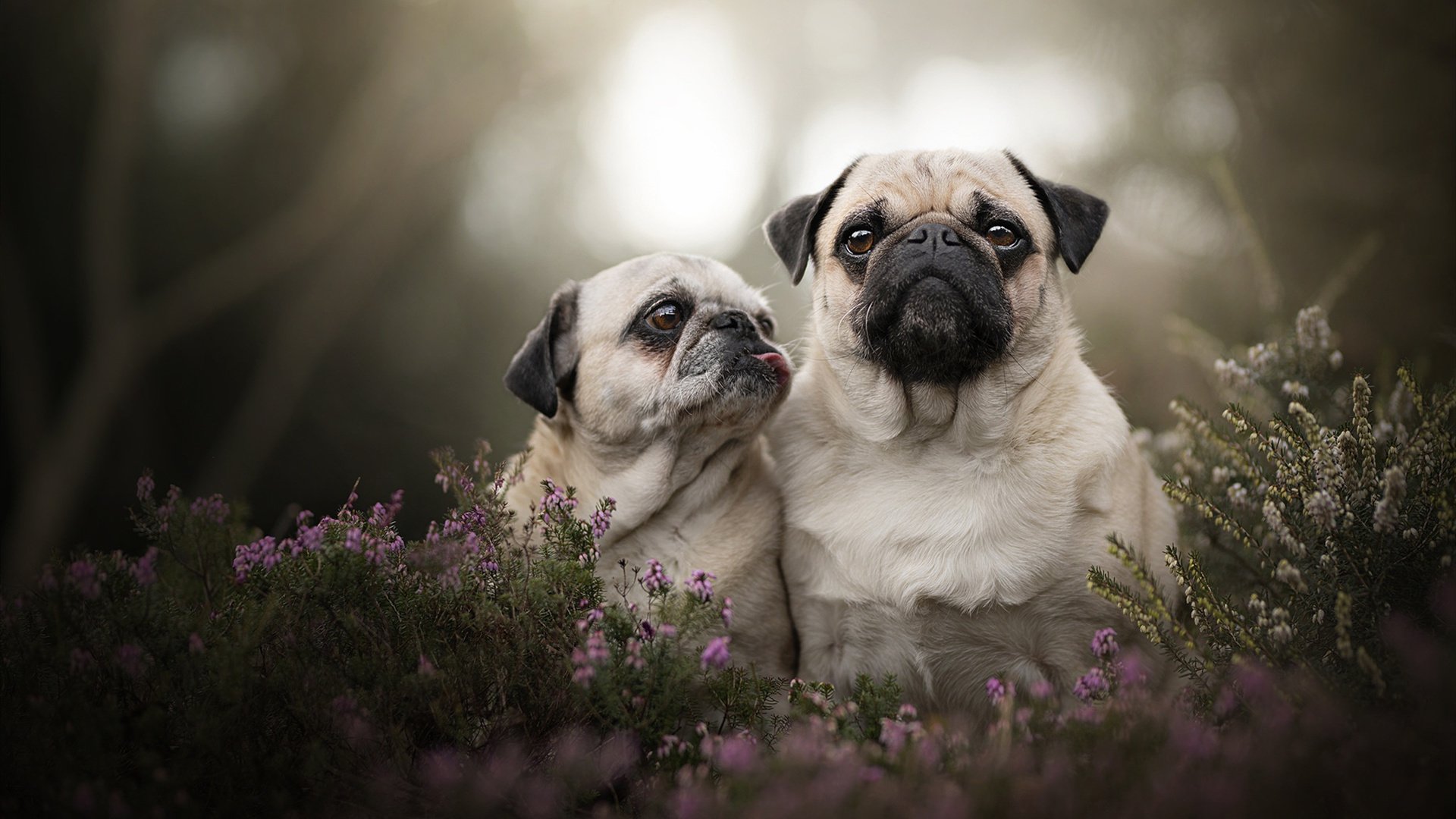 跨界统治力，热火灼烧公牛与浓眉欧冠封神之战