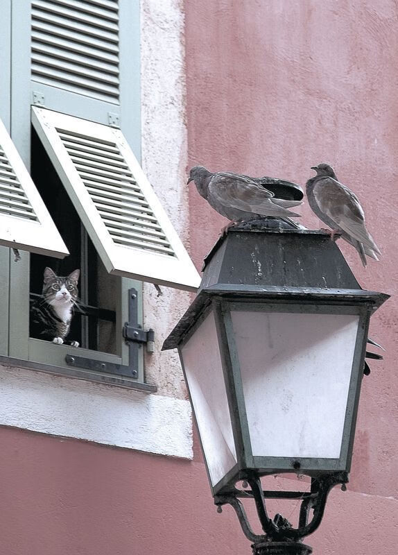 绿茵节拍器，若日尼奥如何成为意甲焦点战的攻防枢纽