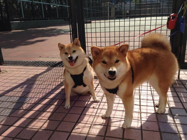 跨越时区的爆发，从莱万重炮到委内瑞拉闪电—论绝对实力的统治艺术