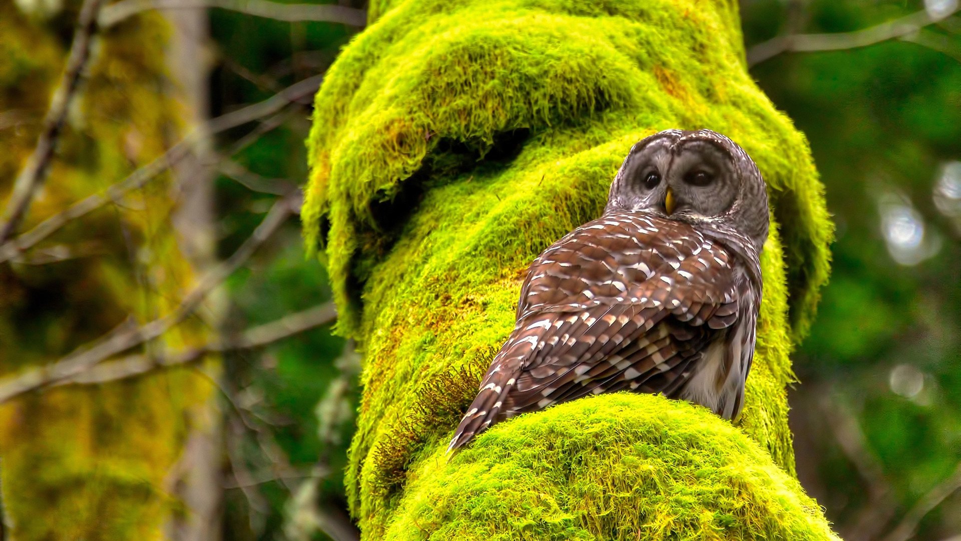 危墙之下,德里赫特是唯一的基石