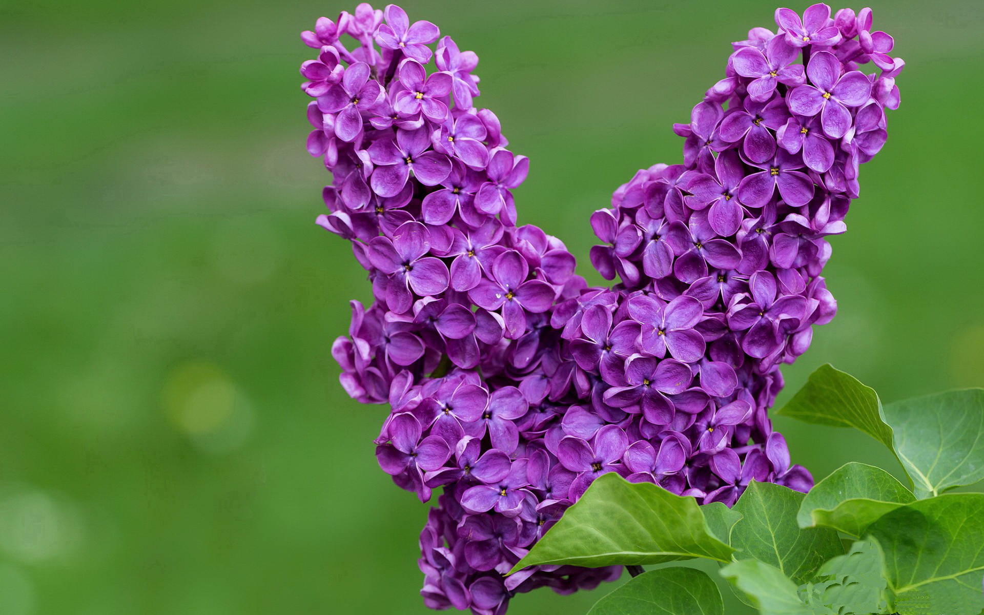 时空交叠的绿茵预言,加维从里斯本险胜到2026世界杯接管的崛起轨迹