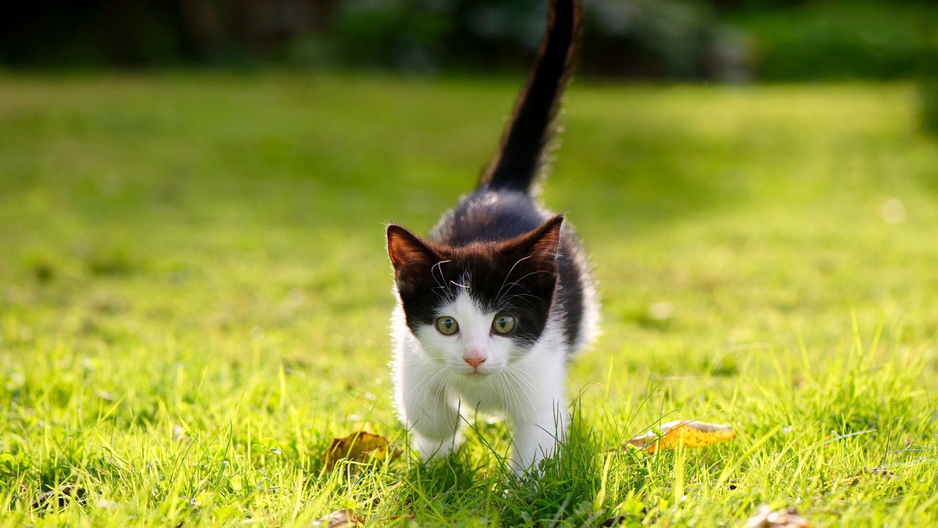 开云体育中国-野蛮生长对抗完美公式，老鹰季后赛正面击溃勇士战术解析