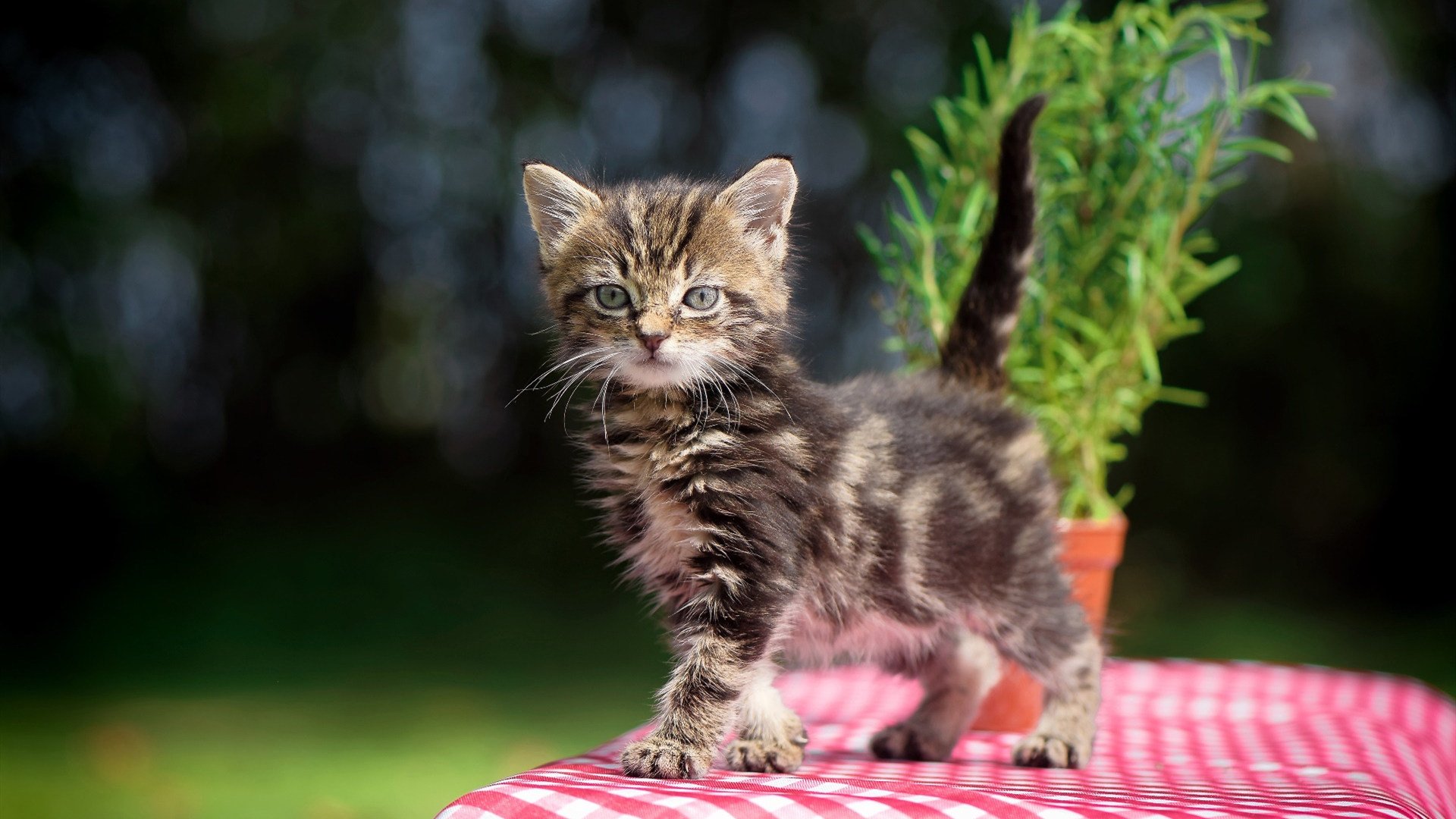 伊布极限倒钩轰垮爱尔兰防线，奥地利全面压制夺胜