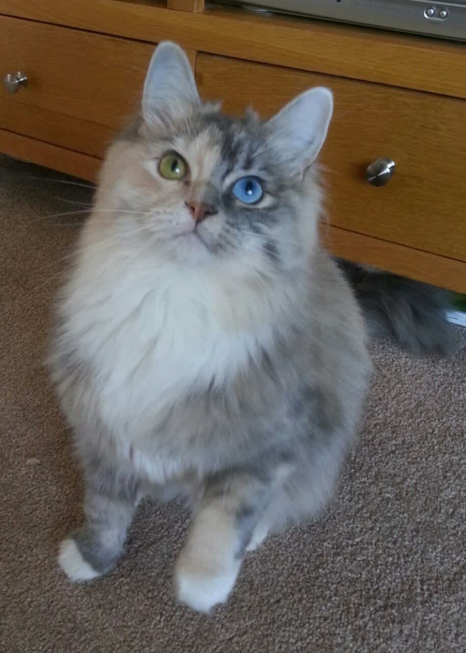 围场点球手，当若日尼奥的冷静穿透F1冠军夜的喧嚣