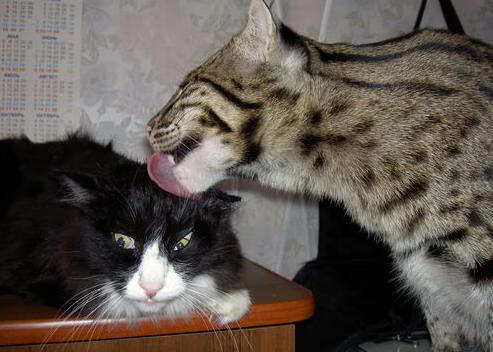 金钱与工匠，欧冠赛场上的时代对决